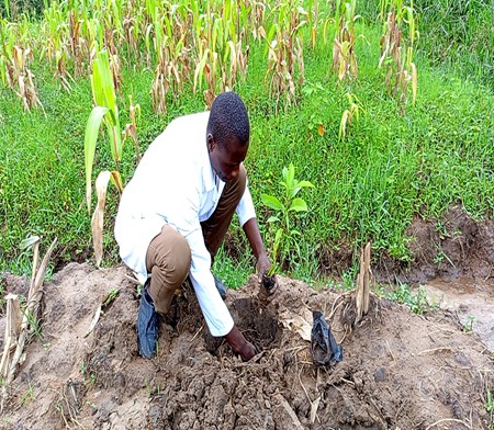 A fruit tree being planted beside the new well.