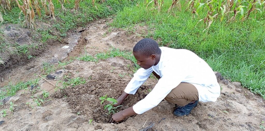 A tree being planted beside the new well